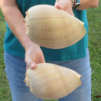 2pc 8" Philippine crowned baler melon shells- for $17/lot