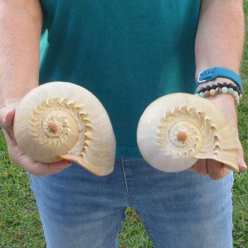 2pc 8" Philippine crowned baler melon shells- for $17/lot