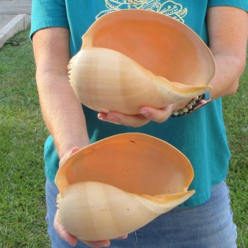 2pc 8" Philippine crowned baler melon shells- for $17/lot