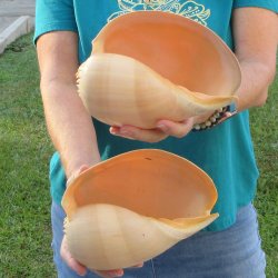 2pc 8" Philippine crowned baler melon shells- for $17/lot
