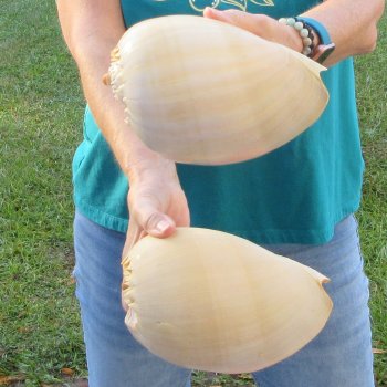 2pc 8" Philippine crowned baler melon shells- for $17/lot