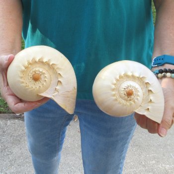 2pc 8" Philippine crowned baler melon shells- for $17/lot
