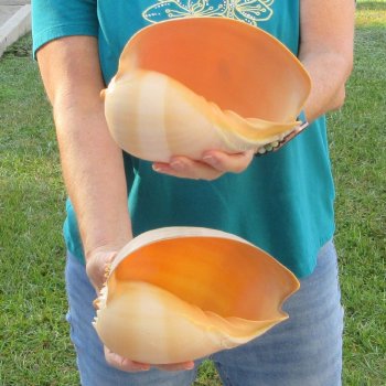 2pc 8" Philippine crowned baler melon shells- for $17/lot
