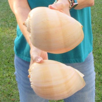 2pc 8" Philippine crowned baler melon shells- for $17/lot