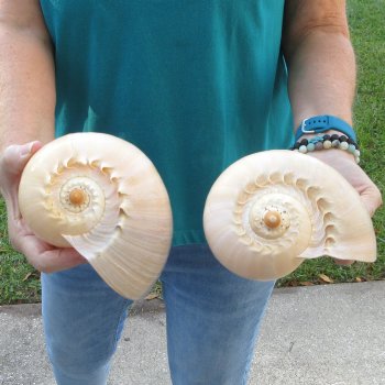 2pc 8" Philippine crowned baler melon shells- for $17/lot