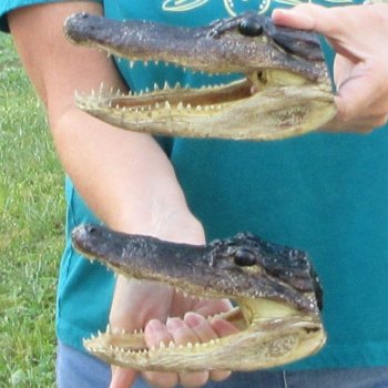 Buy Now 7-1/2" & 7-3/4" Alligator Heads, 2pc lot - $24