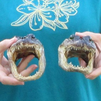 Buy Now 7-1/2" & 7-3/4" Alligator Heads, 2pc lot - $24