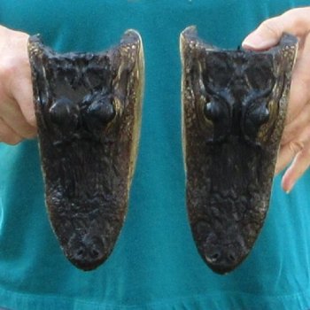 Buy Now 7-1/2" & 7-3/4" Alligator Heads, 2pc lot - $24