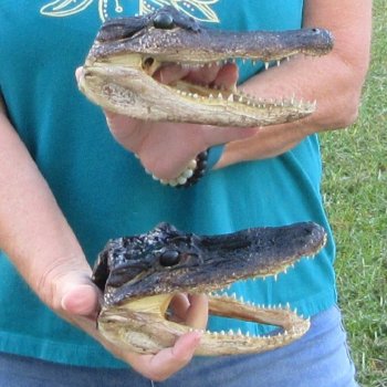 Buy Now 7-1/2" & 7-3/4" Alligator Heads, 2pc lot - $24