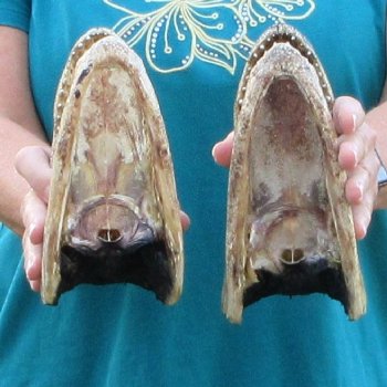 Buy Now 7-1/2" & 7-3/4" Alligator Heads, 2pc lot - $24