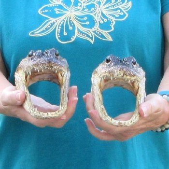 Buy Now 7-1/4" & 7-1/2" Alligator Heads, 2pc lot - $24