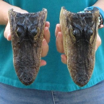 Buy Now 7-1/4" & 7-1/2" Alligator Heads, 2pc lot - $24