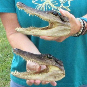 Buy Now 7-1/4" & 7-1/2" Alligator Heads, 2pc lot - $24