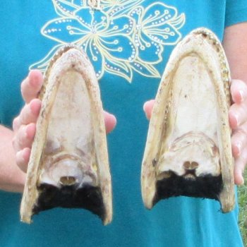 Buy Now 7-1/4" & 7-1/2" Alligator Heads, 2pc lot - $24