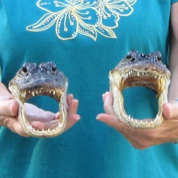 Buy Now 7-1/2" & 7-3/4" Alligator Heads, 2pc lot - $24