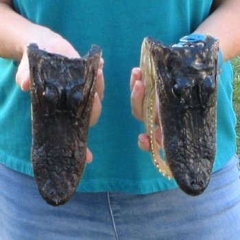 Buy Now 7-1/2" & 7-3/4" Alligator Heads, 2pc lot - $24