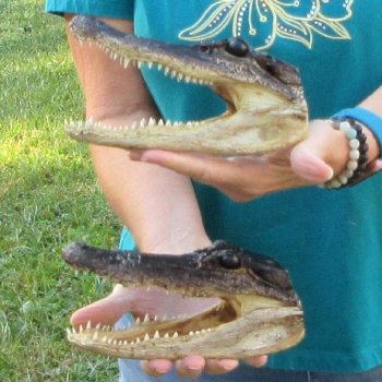 Buy Now 7-1/2" & 7-3/4" Alligator Heads, 2pc lot - $24
