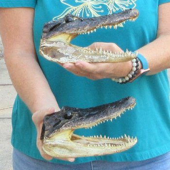 Buy Now 7-3/4" Alligator Heads, 2pc lot - $24