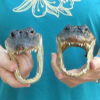 Buy Now 7-3/4" Alligator Heads, 2pc lot - $24