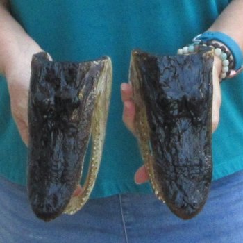 Buy Now 7-3/4" Alligator Heads, 2pc lot - $24