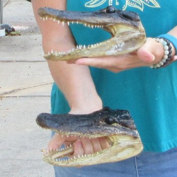 Buy Now 7-3/4" Alligator Heads, 2pc lot - $24