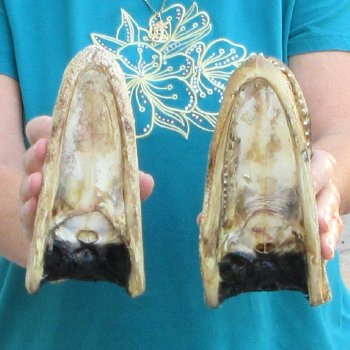 Buy Now 7-3/4" Alligator Heads, 2pc lot - $24