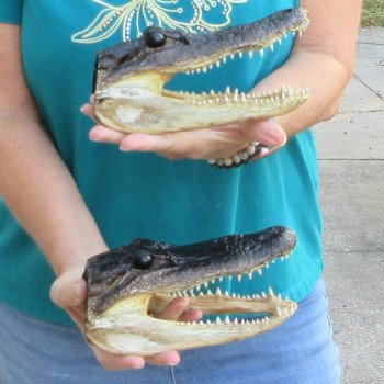 Buy Now 8" Alligator Heads, 2pc lot - $24