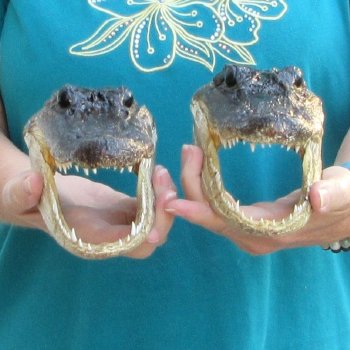Buy Now 8" Alligator Heads, 2pc lot - $24