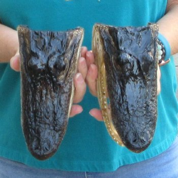 Buy Now 8" Alligator Heads, 2pc lot - $24