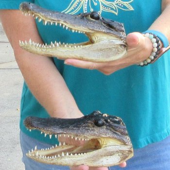 Buy Now 8" Alligator Heads, 2pc lot - $24