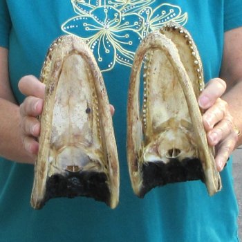 Buy Now 8" Alligator Heads, 2pc lot - $24
