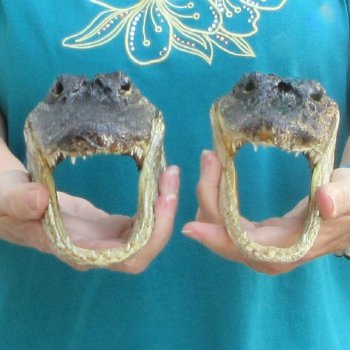 Buy Now 7-1/2" Alligator Heads, 2pc lot - $24