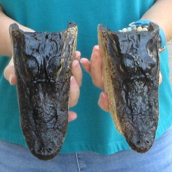 Buy Now 7-1/2" Alligator Heads, 2pc lot - $24