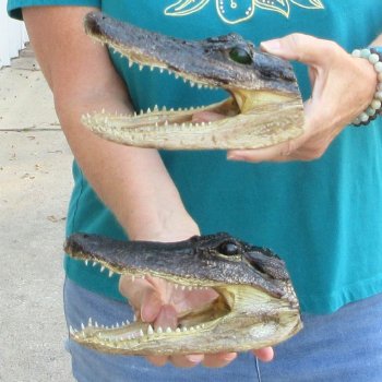 Buy Now 7-1/2" Alligator Heads, 2pc lot - $24