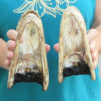 Buy Now 7-1/2" Alligator Heads, 2pc lot - $24