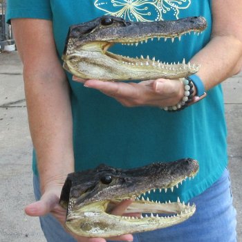 Buy Now 8-1/2" Alligator Heads, 2pc lot - $31