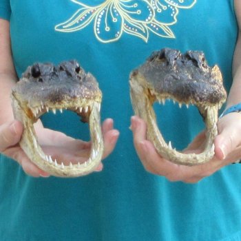 Buy Now 8-1/2" Alligator Heads, 2pc lot - $31