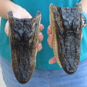 Buy Now 8-1/2" Alligator Heads, 2pc lot - $31