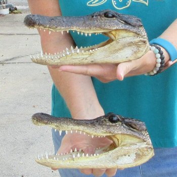 Buy Now 8-1/2" Alligator Heads, 2pc lot - $31