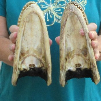 Buy Now 8-1/2" Alligator Heads, 2pc lot - $31