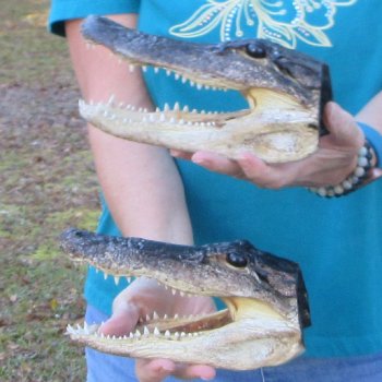 Buy Now 8-1/2" & 8-3/4" Alligator Heads, 2pc lot - $31