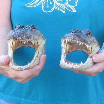 Buy Now 8-1/2" & 8-3/4" Alligator Heads, 2pc lot - $31