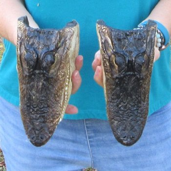 Buy Now 8-1/2" & 8-3/4" Alligator Heads, 2pc lot - $31
