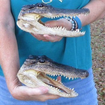 Buy Now 8-1/2" & 8-3/4" Alligator Heads, 2pc lot - $31