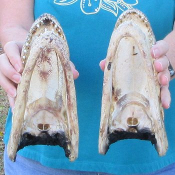 Buy Now 8-1/2" & 8-3/4" Alligator Heads, 2pc lot - $31
