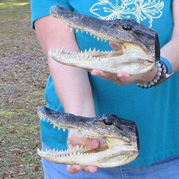 Buy Now 8" & 8-1/2" Alligator Heads, 2pc lot - $31
