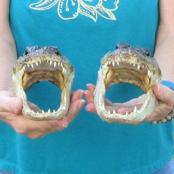 Buy Now 8" & 8-1/2" Alligator Heads, 2pc lot - $31
