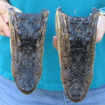 Buy Now 8" & 8-1/2" Alligator Heads, 2pc lot - $31