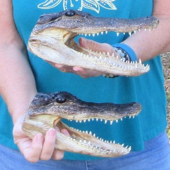 Buy Now 8" & 8-1/2" Alligator Heads, 2pc lot - $31