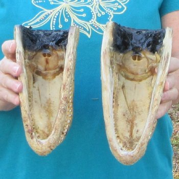 Buy Now 8" & 8-1/2" Alligator Heads, 2pc lot - $31